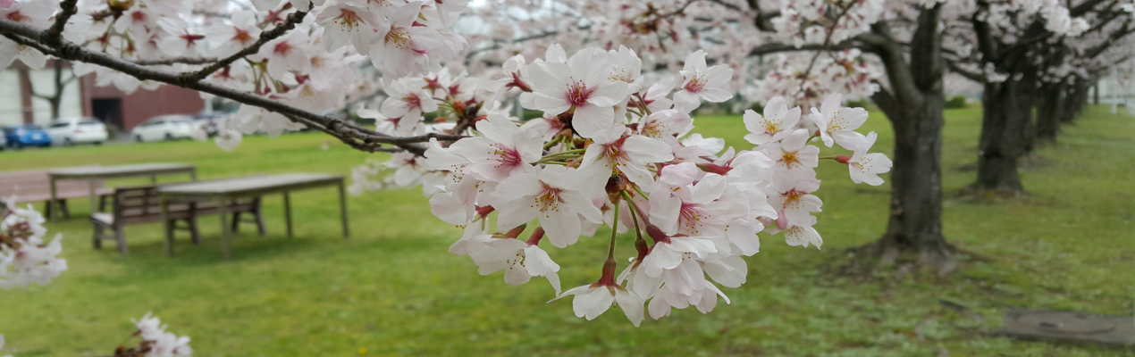 Sakura Blossom, Chikushi Campus